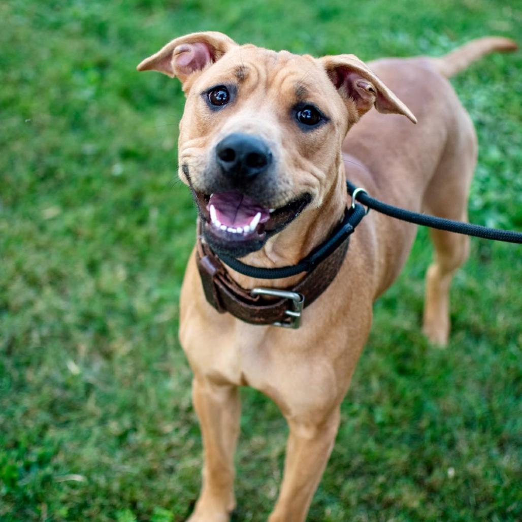 Roo 108, a Adoptable mixed breed in Canastota, NY image 2/2