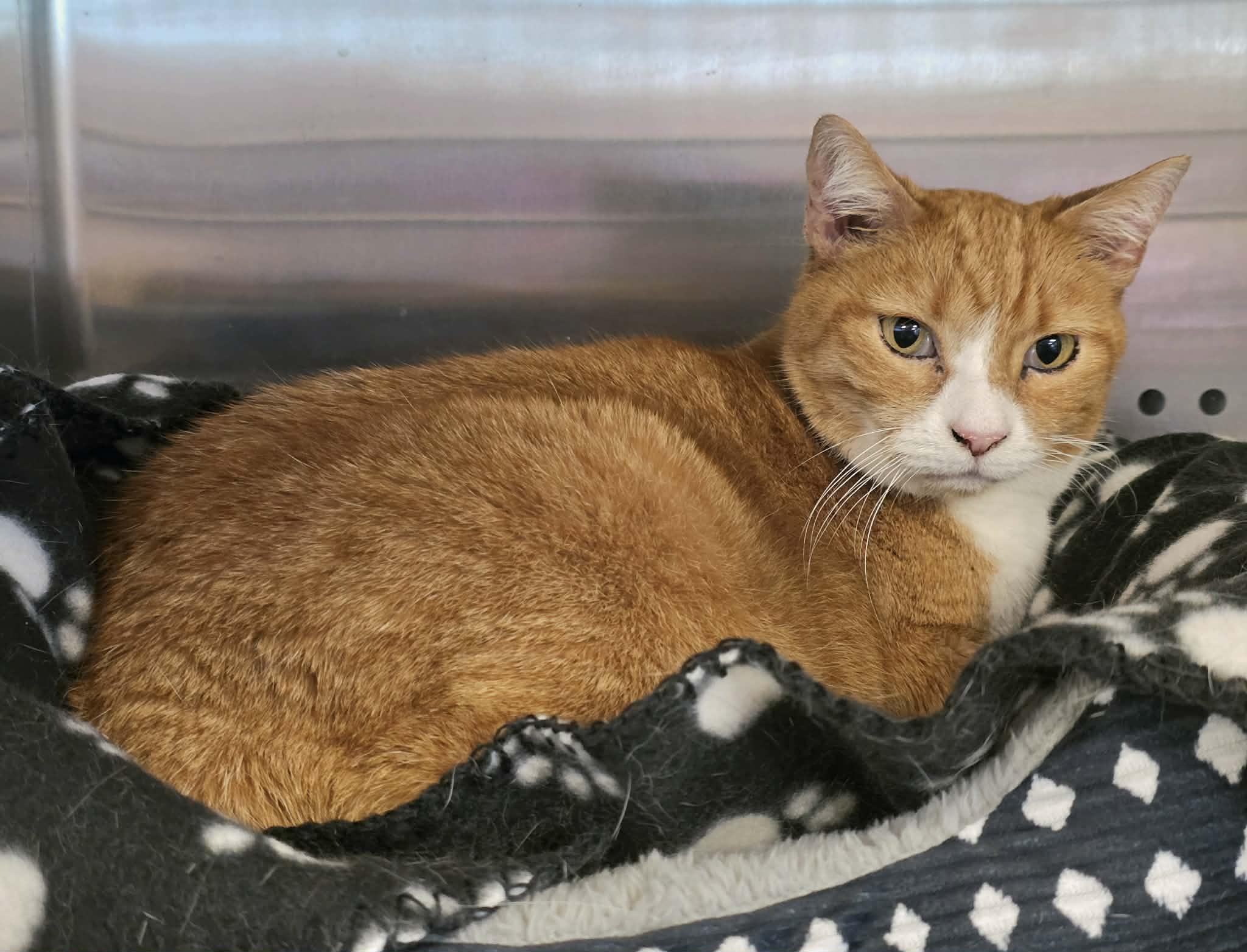 Enlarge Tanya Tucker, an adopted Domestic Short Hair in Oak Ridge, TN image 1/4