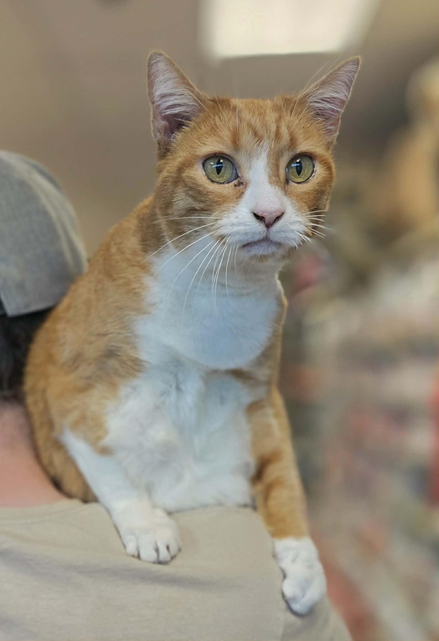 Enlarge Tanya Tucker, an adopted Domestic Short Hair in Oak Ridge, TN image 3/4