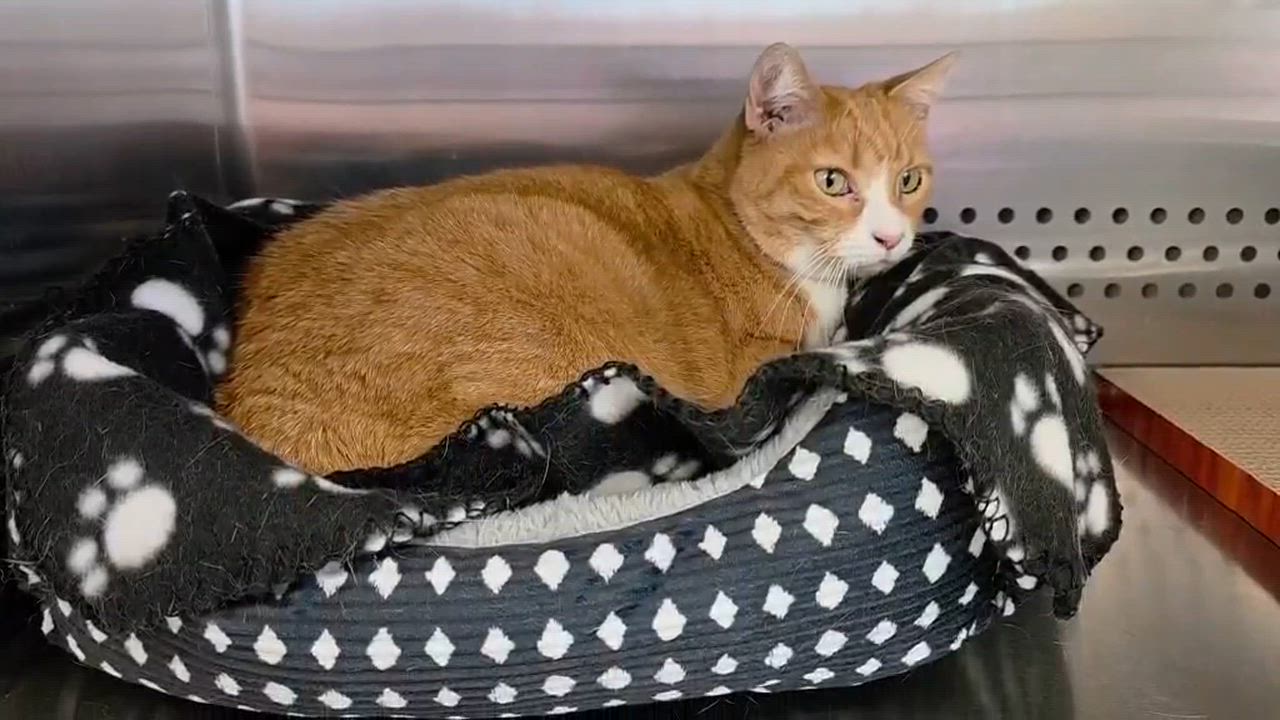Enlarge Tanya Tucker, an adopted Domestic Short Hair in Oak Ridge, TN video 4/4