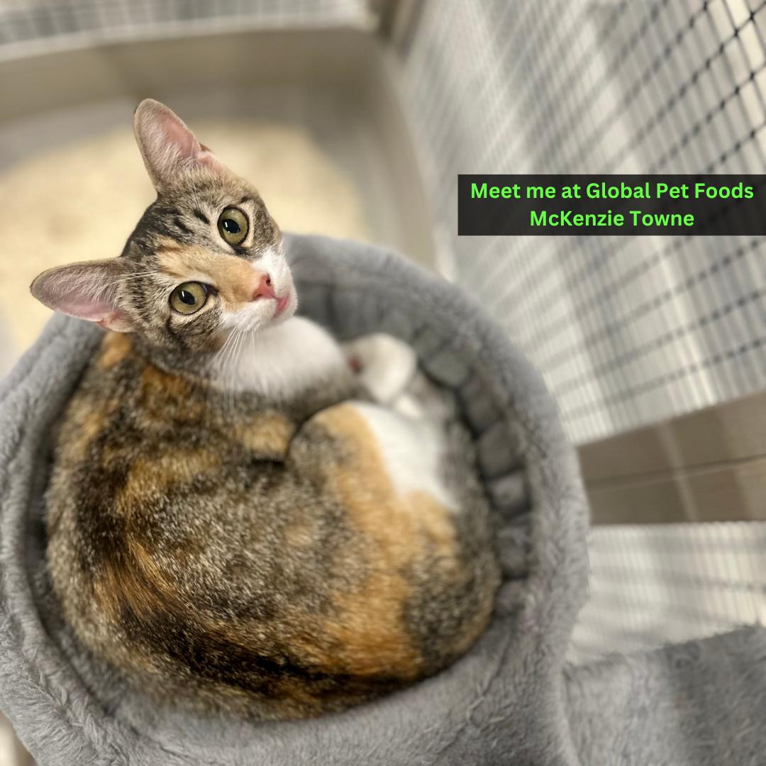 Tabby, an adoptable Domestic Short Hair in Calgary, AB, T3S 0C5 | Photo Image 1