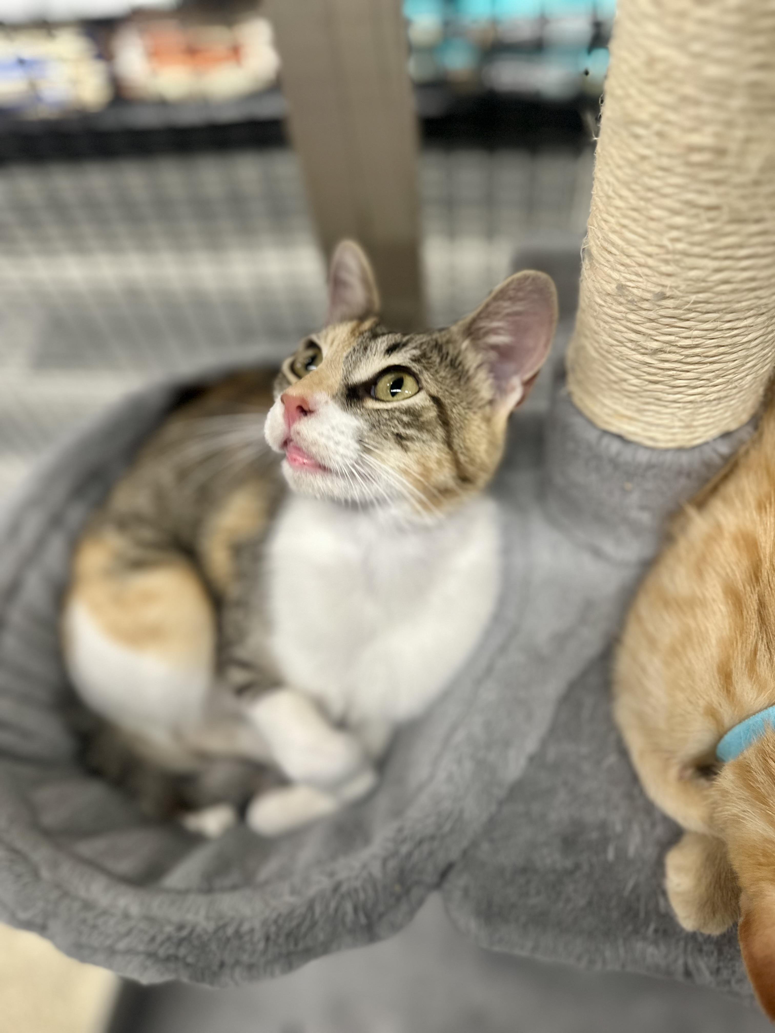 Tabby, an adoptable Domestic Short Hair in Calgary, AB, T3S 0C5 | Photo Image 2