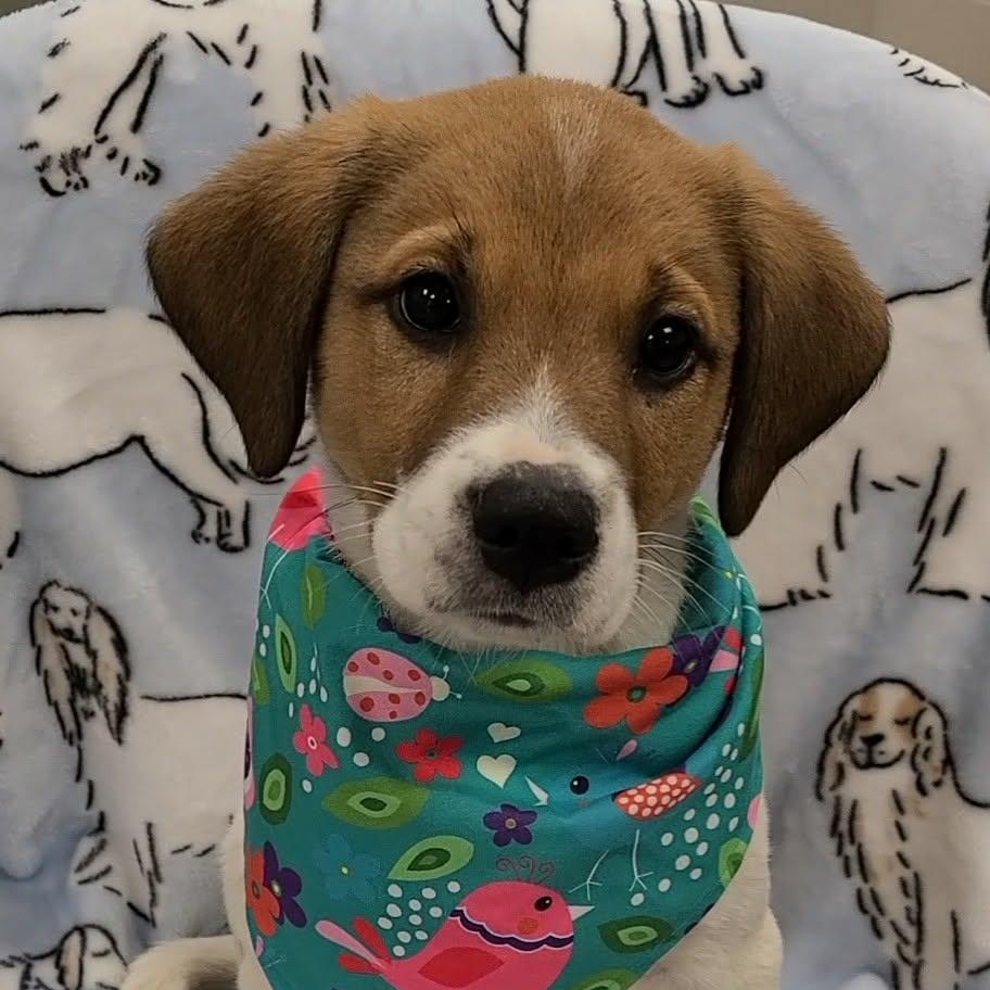 Lucien, a ADOPTABLE mixed breed in Woolwich, ME image 2/5