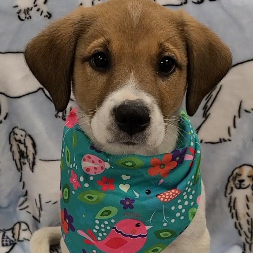 Lucien, ADOPTABLE, Young Male Beagle.