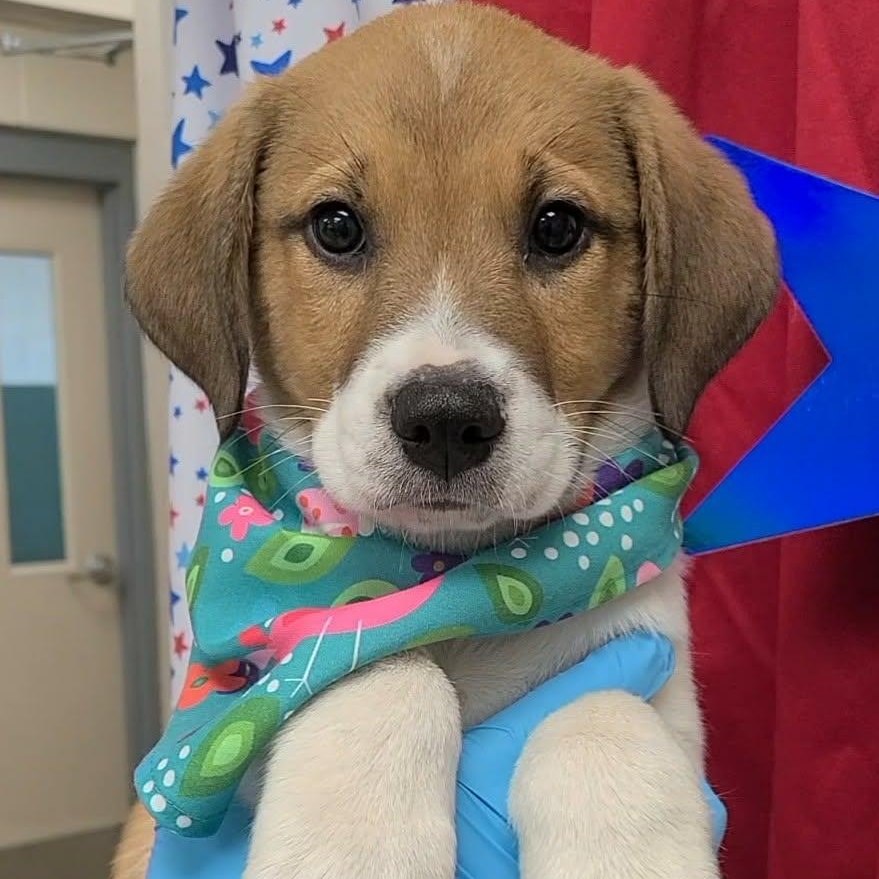 Lucien, a ADOPTABLE mixed breed in Woolwich, ME image 5/5