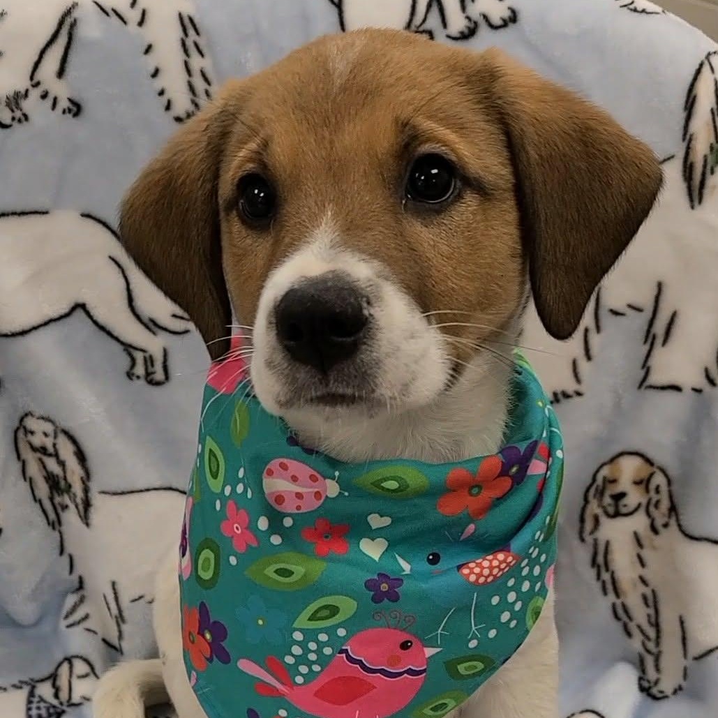 Lucien, a ADOPTABLE mixed breed in Woolwich, ME image 3/5