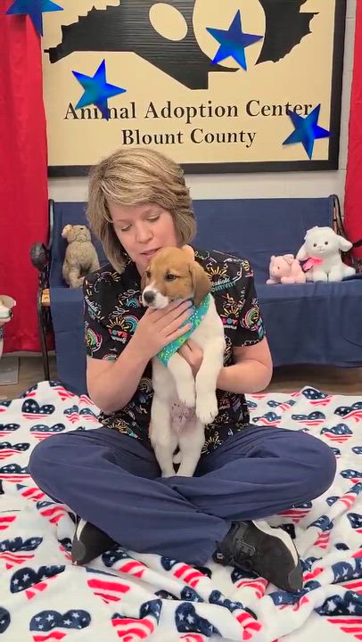 Enlarge Lucien, a ADOPTABLE mixed breed in Woolwich, ME video 4/5