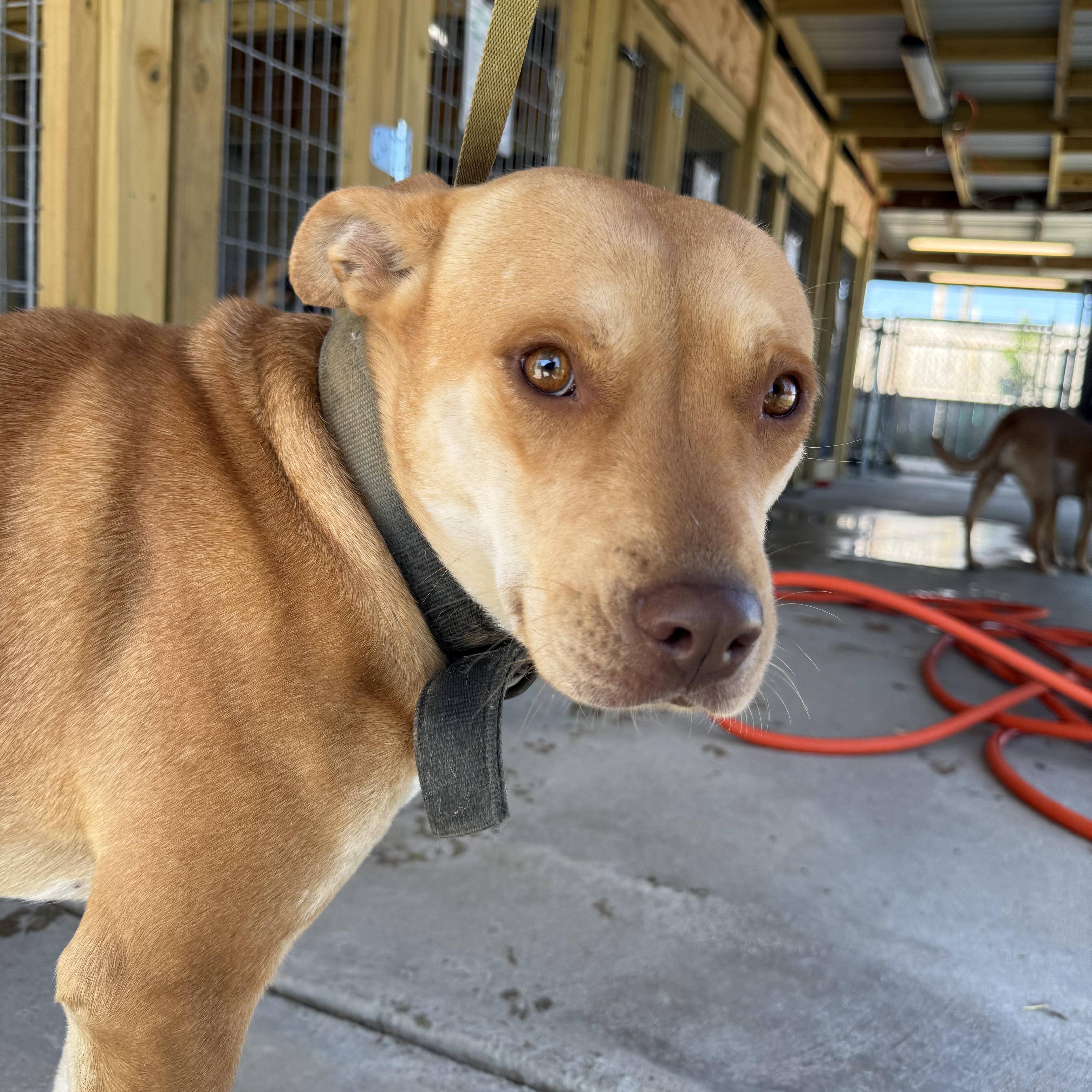 Lucy, a ADOPTABLE mixed breed in Lewisburg, TN image 1/2