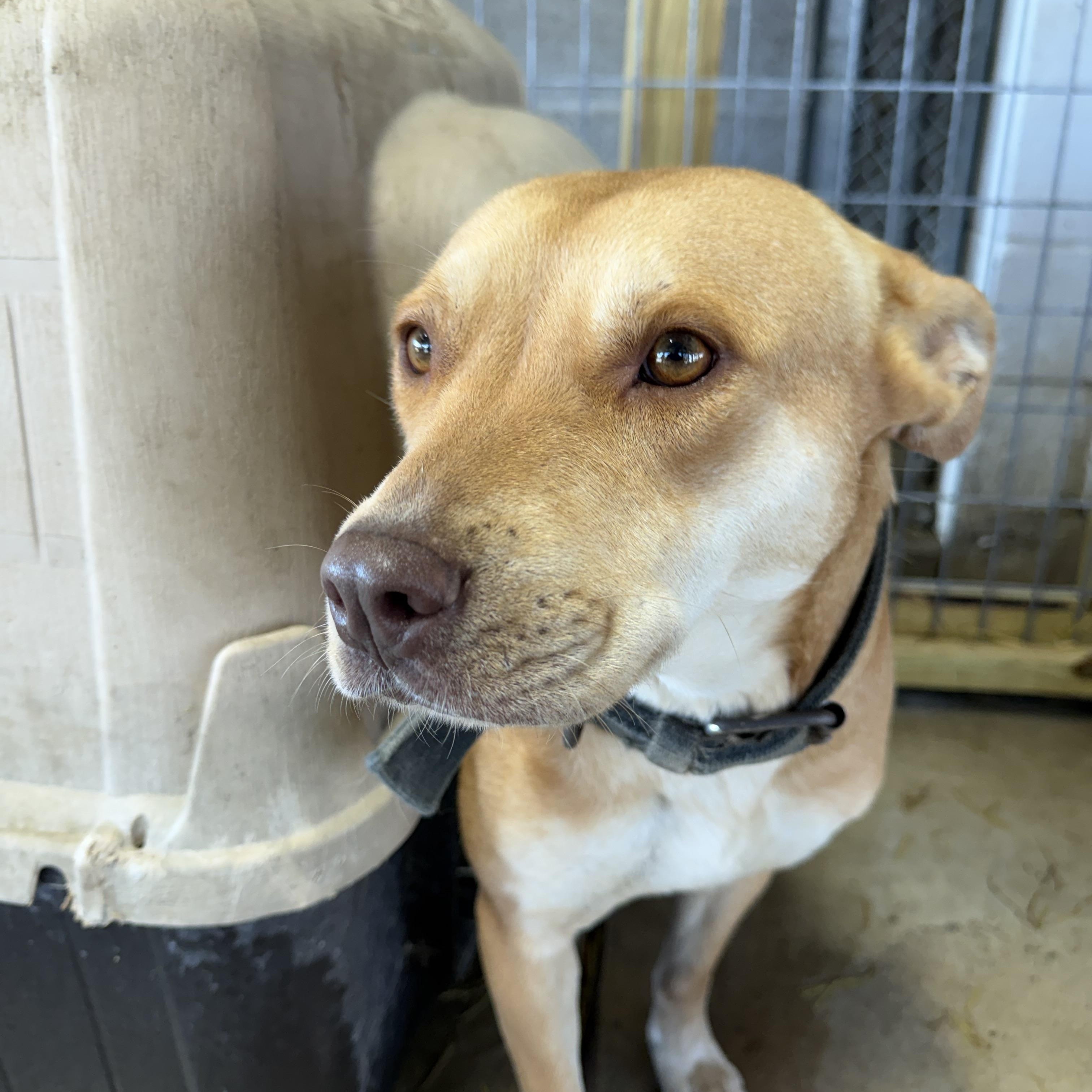 Lucy, a ADOPTABLE mixed breed in Lewisburg, TN image 2/2