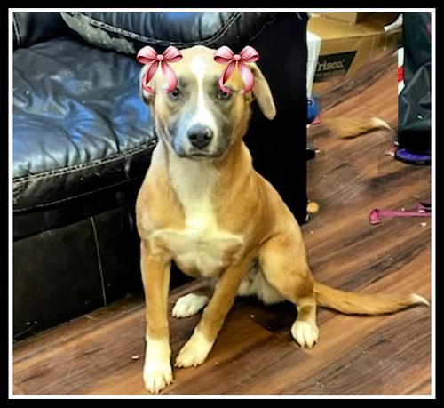 Enlarge Yellow lab mixes, female, a Adoptable Yellow Labrador Retriever in Mount Laurel, NJ image 1/3