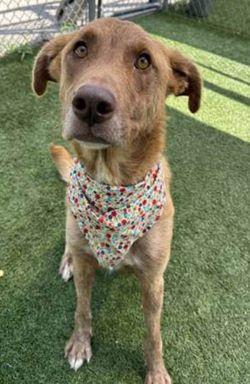 Enlarge Yellow lab mixes, female, a Adoptable Yellow Labrador Retriever in Mount Laurel, NJ image 2/3
