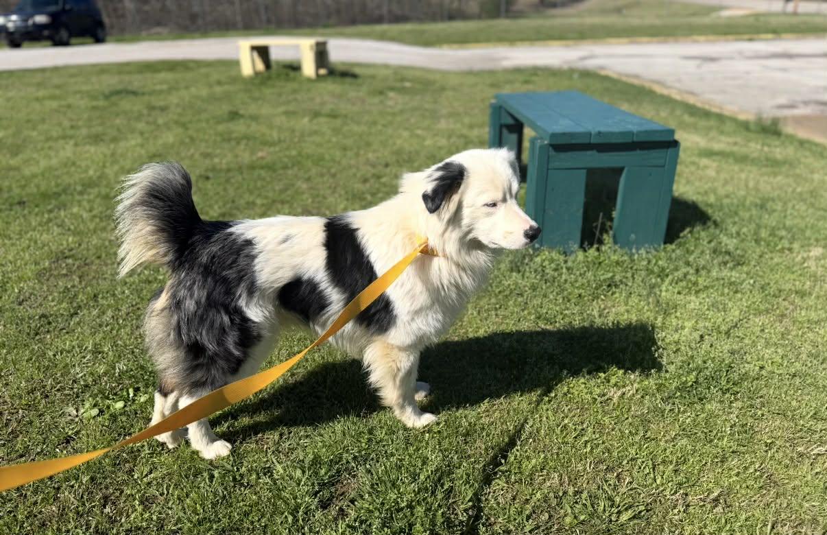 Loki Springfield, a Adoptable Australian Shepherd in Springfield , IL image 2/4