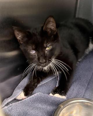 Enlarge Socks, an adopted American Shorthair in Scituate, MA image 1/1