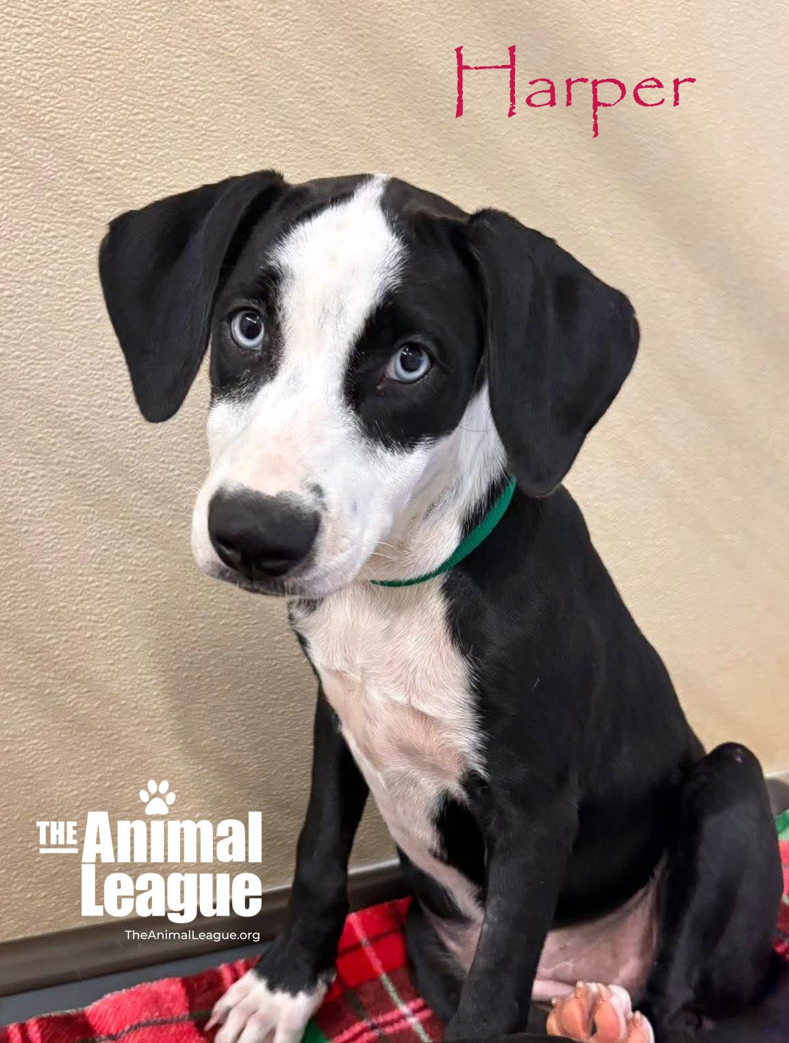 Enlarge Harper, a Adoptable mixed breed in Groveland, FL image 4/5