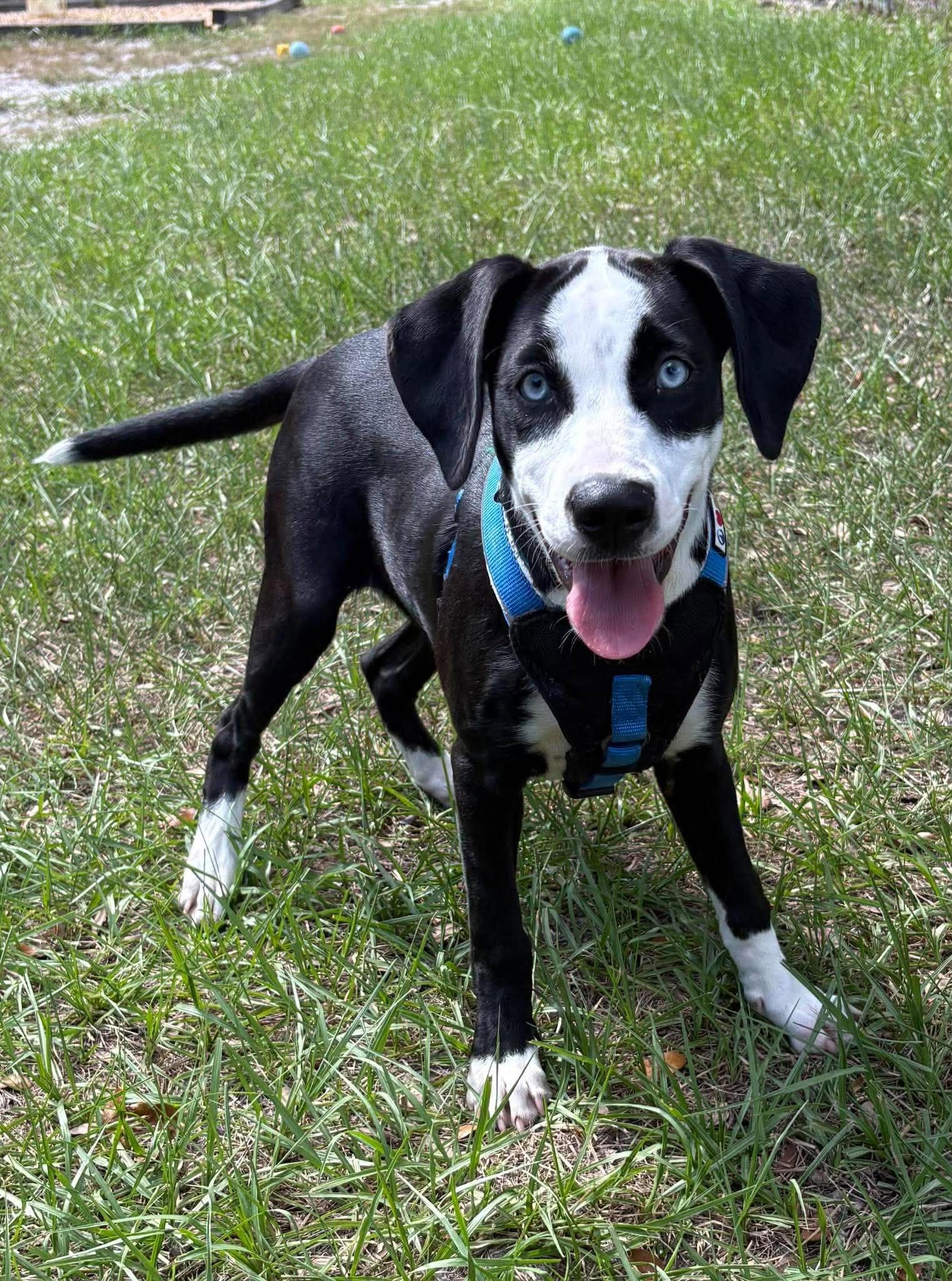Harper, Adoptable, Puppy Female English Springer Spaniel & Australian Shepherd.
