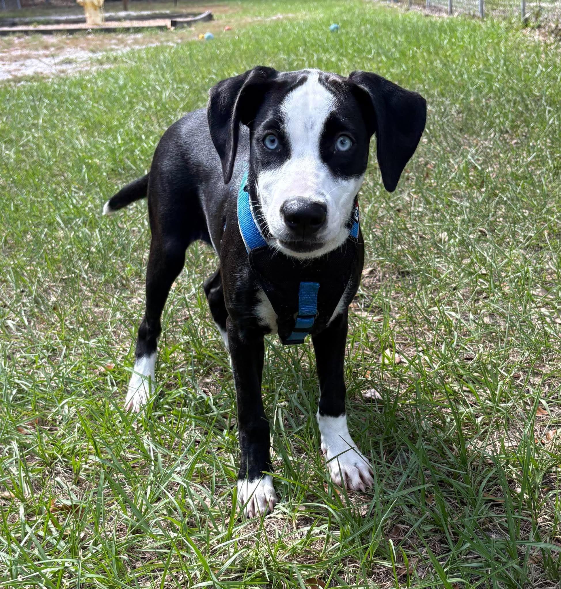 Enlarge Harper, a Adoptable mixed breed in Groveland, FL image 2/5