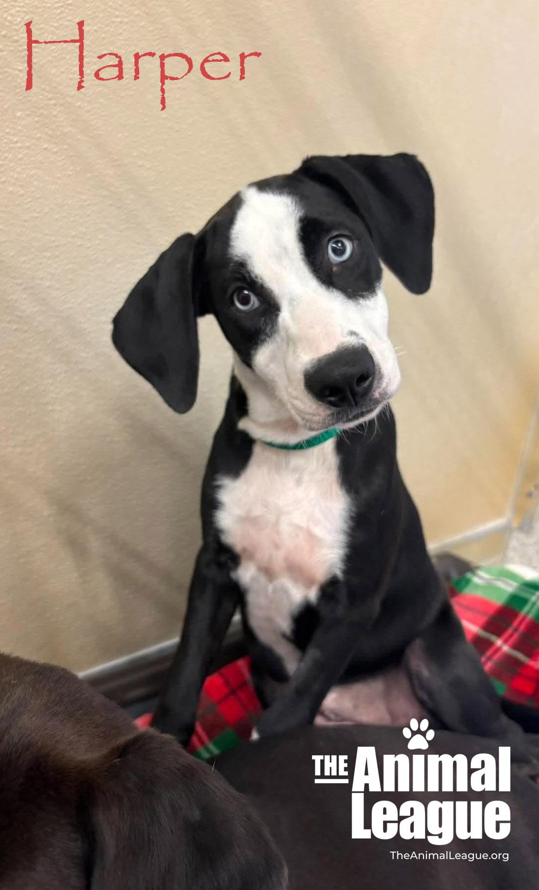 Enlarge Harper, a Adoptable mixed breed in Groveland, FL image 3/5