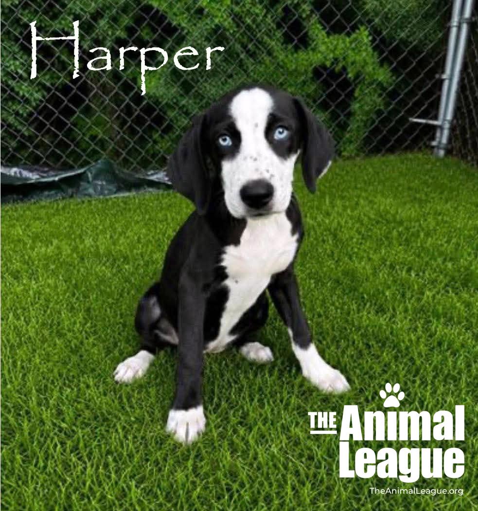 Enlarge Harper, a Adoptable mixed breed in Groveland, FL image 5/5