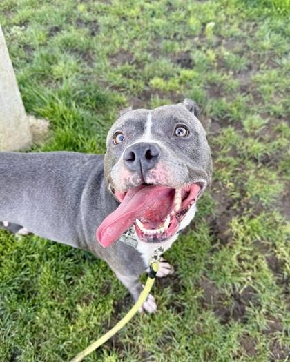 Gaia, adoptable, Adult Female Mixed Breed.