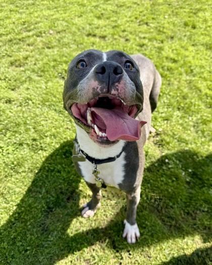 Enlarge Gaia, an adoptable mixed breed in Roseburg, OR image 2/3