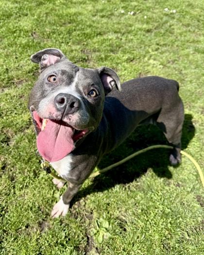 Enlarge Gaia, an adoptable mixed breed in Roseburg, OR image 3/3