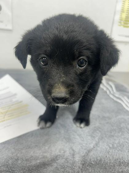 Pepper, Adopted, Young Female Border Collie.