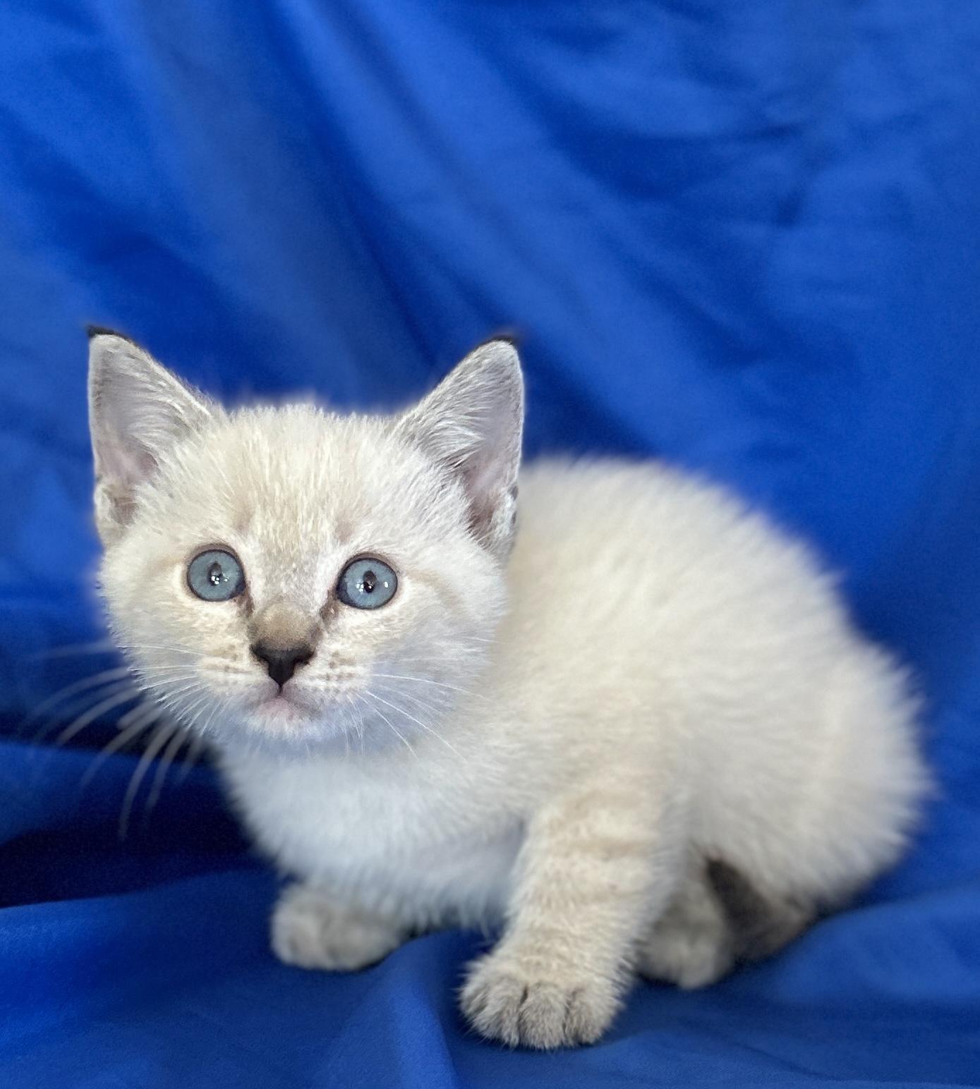 SALEM, an adopted Siamese in Rowland Heights, CA image 4/4