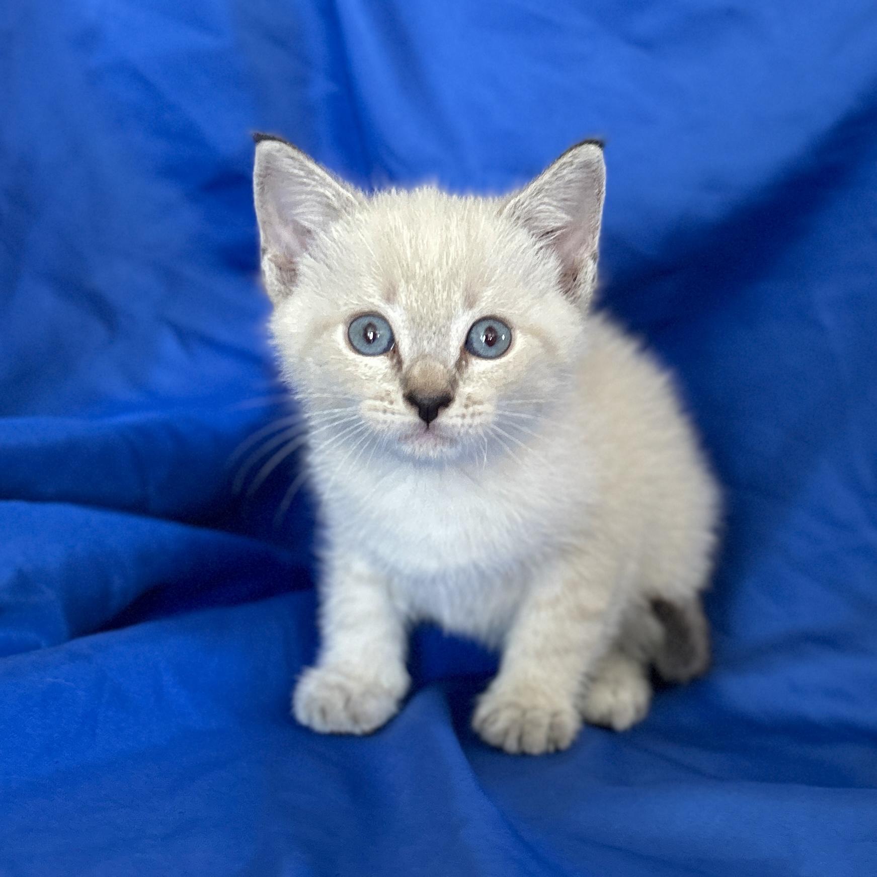 SALEM, adopted, Kitten Male Siamese.