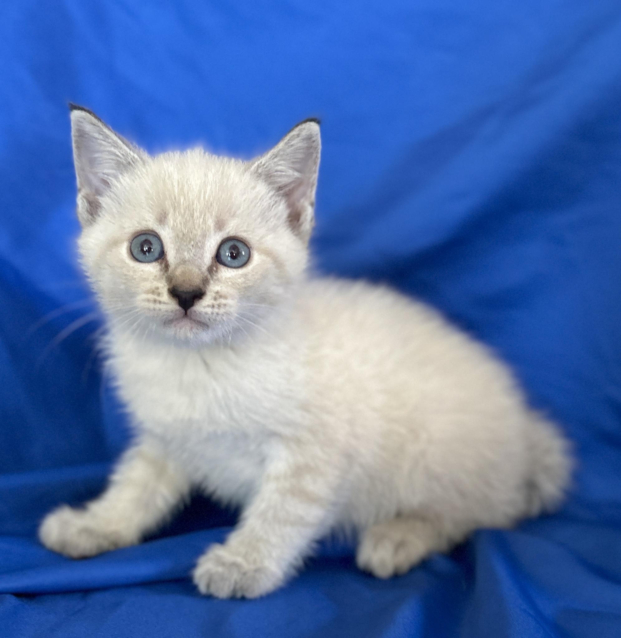 SALEM, an adopted Siamese in Rowland Heights, CA image 3/4