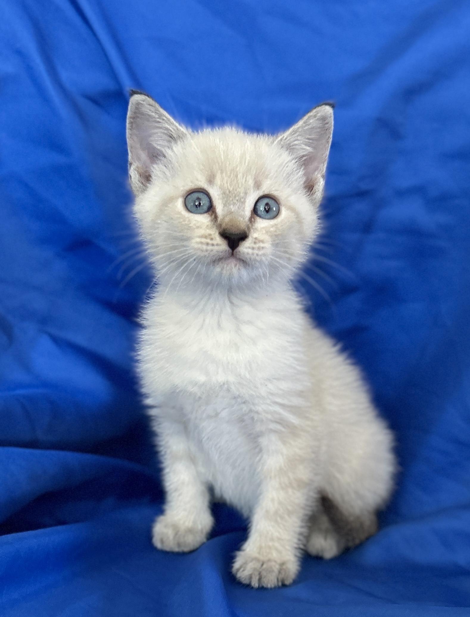 SALEM, an adopted Siamese in Rowland Heights, CA image 2/4