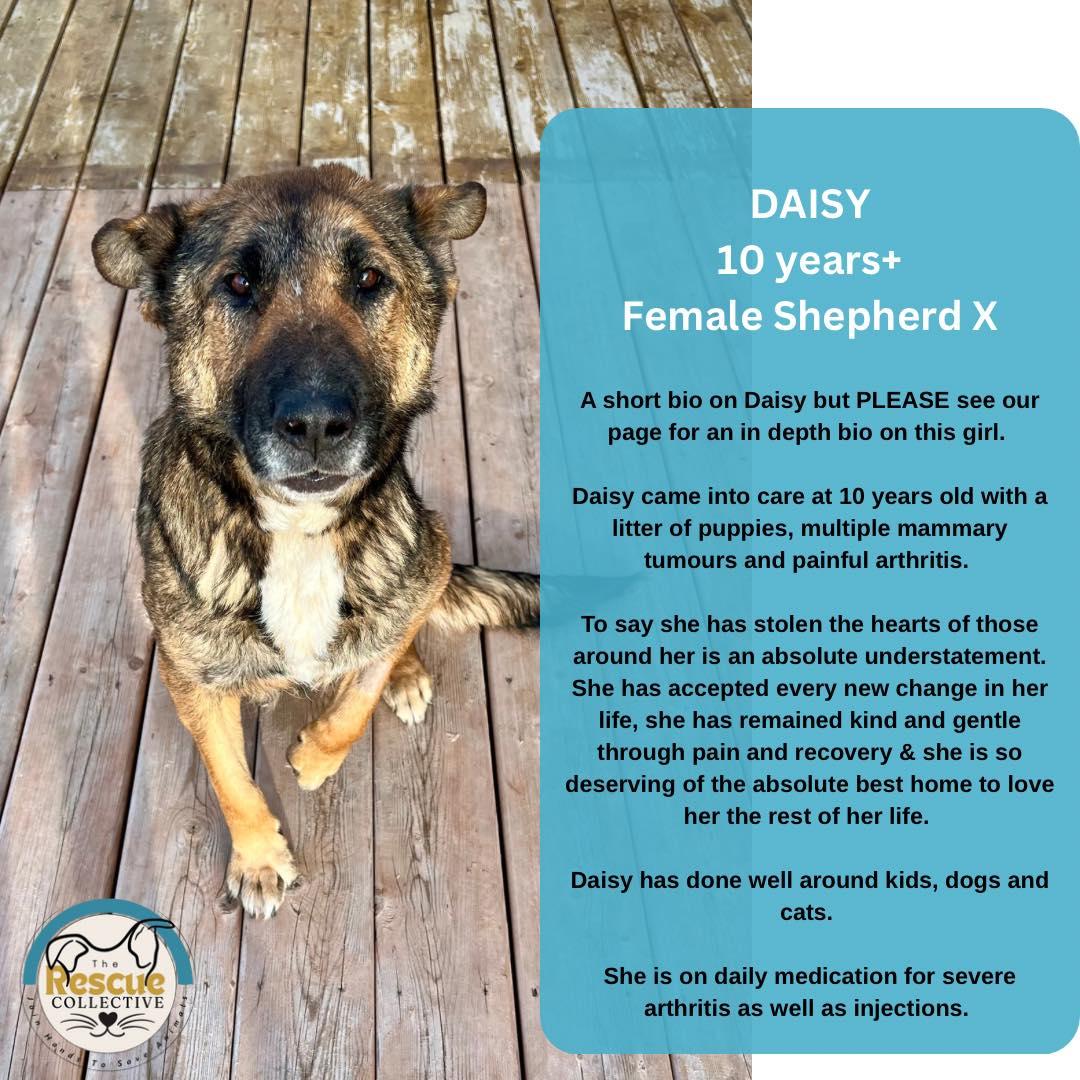 Daisy Senior, Adoptable, Senior Female German Shepherd Dog.