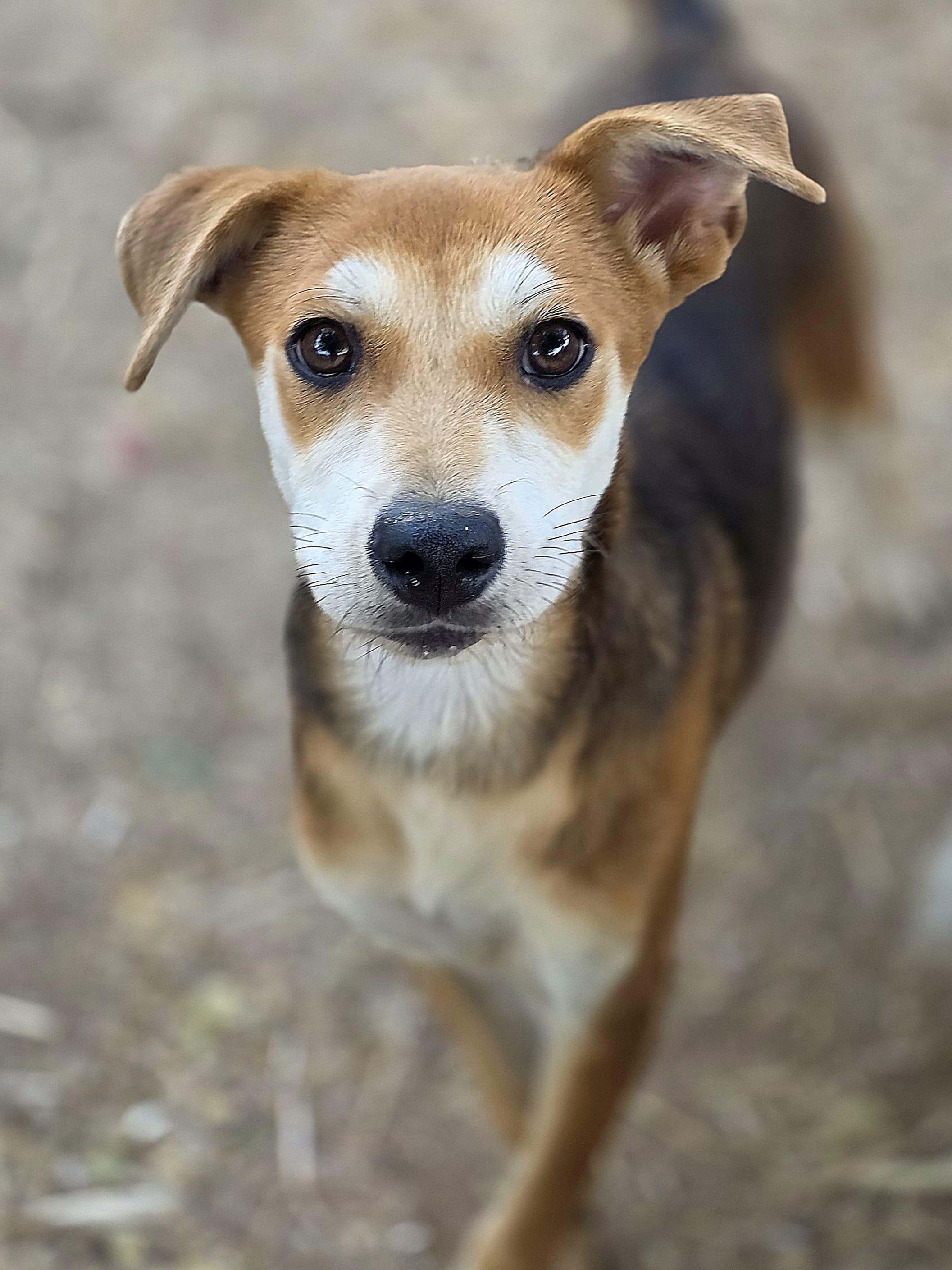 Enlarge Angelica, a Adoptable mixed breed in Penryn, CA image 2/3