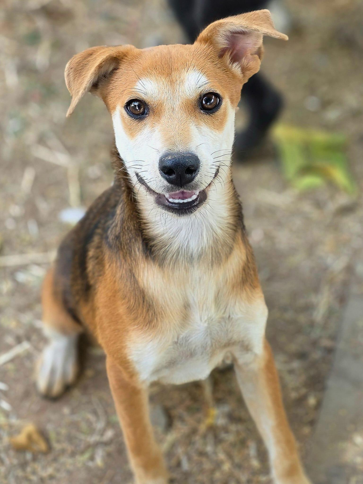 Enlarge Angelica, a Adoptable mixed breed in Penryn, CA image 3/3