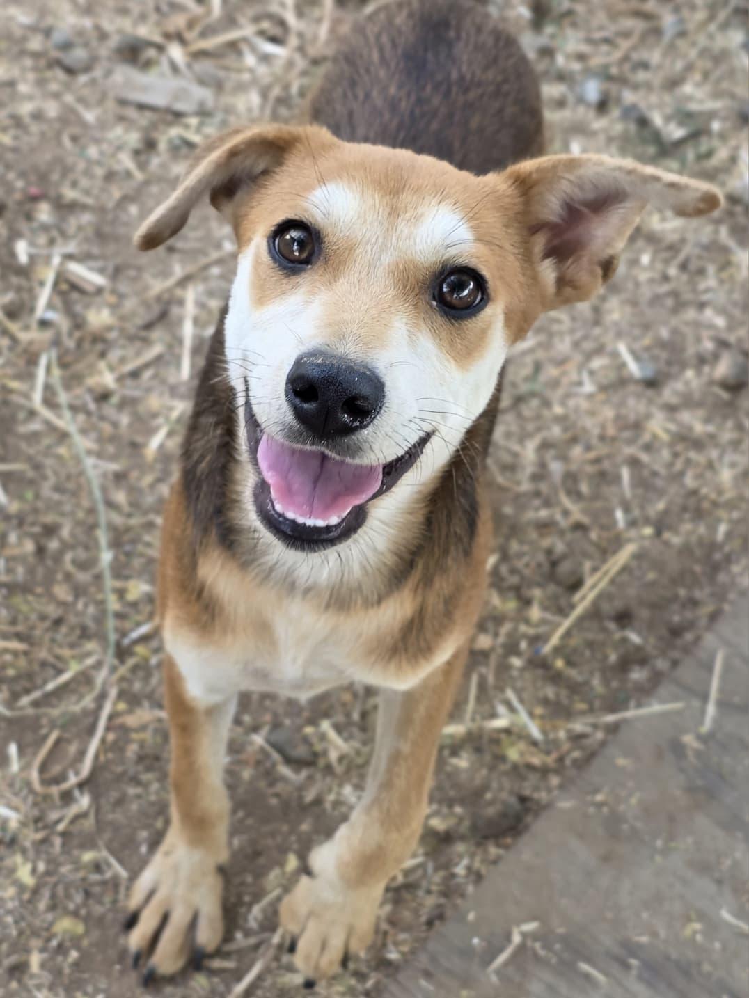 Enlarge Angelica, a Adoptable mixed breed in Penryn, CA image 1/3
