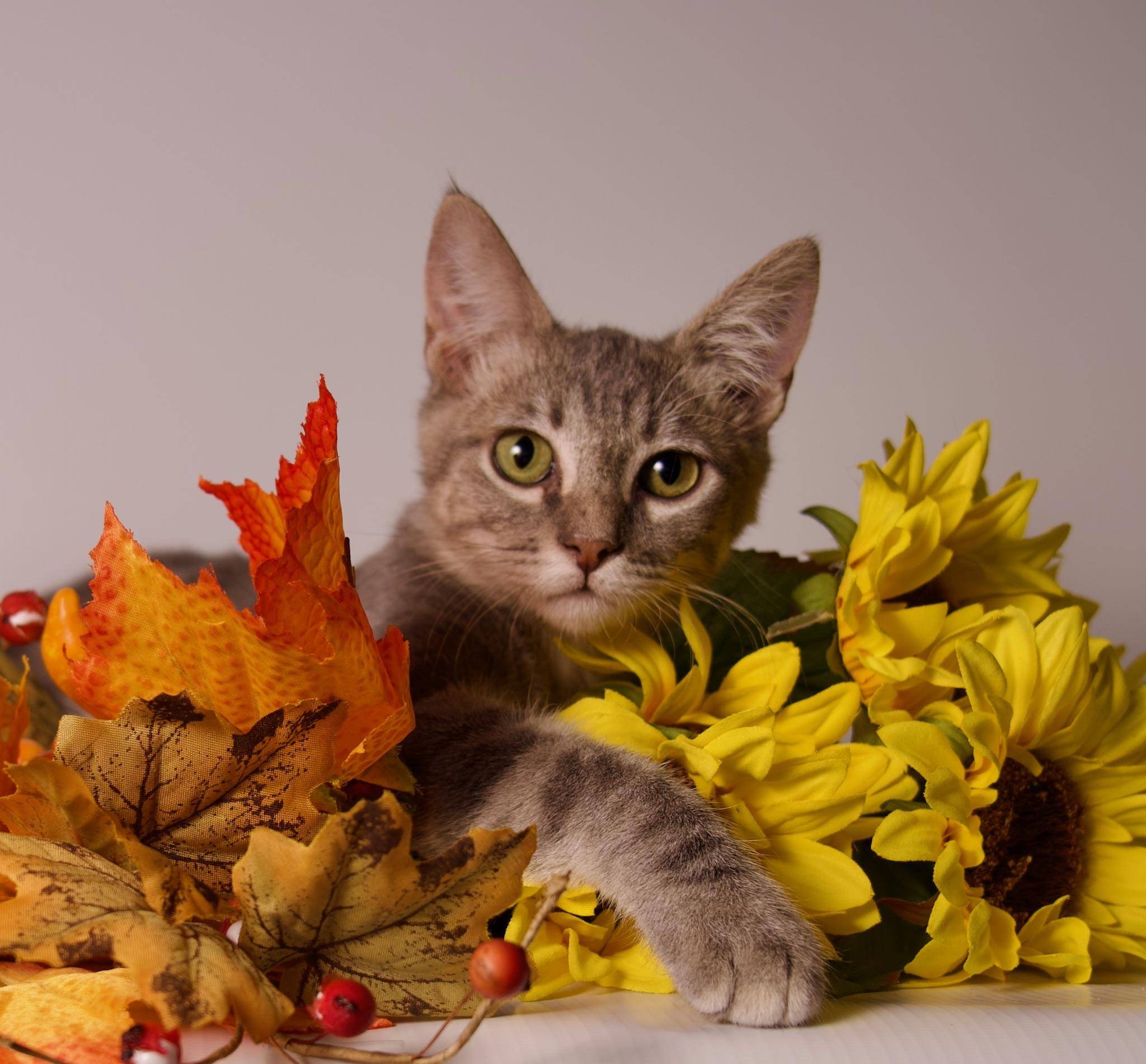 Luca, ADOPTABLE, Kitten Male Domestic Short Hair.