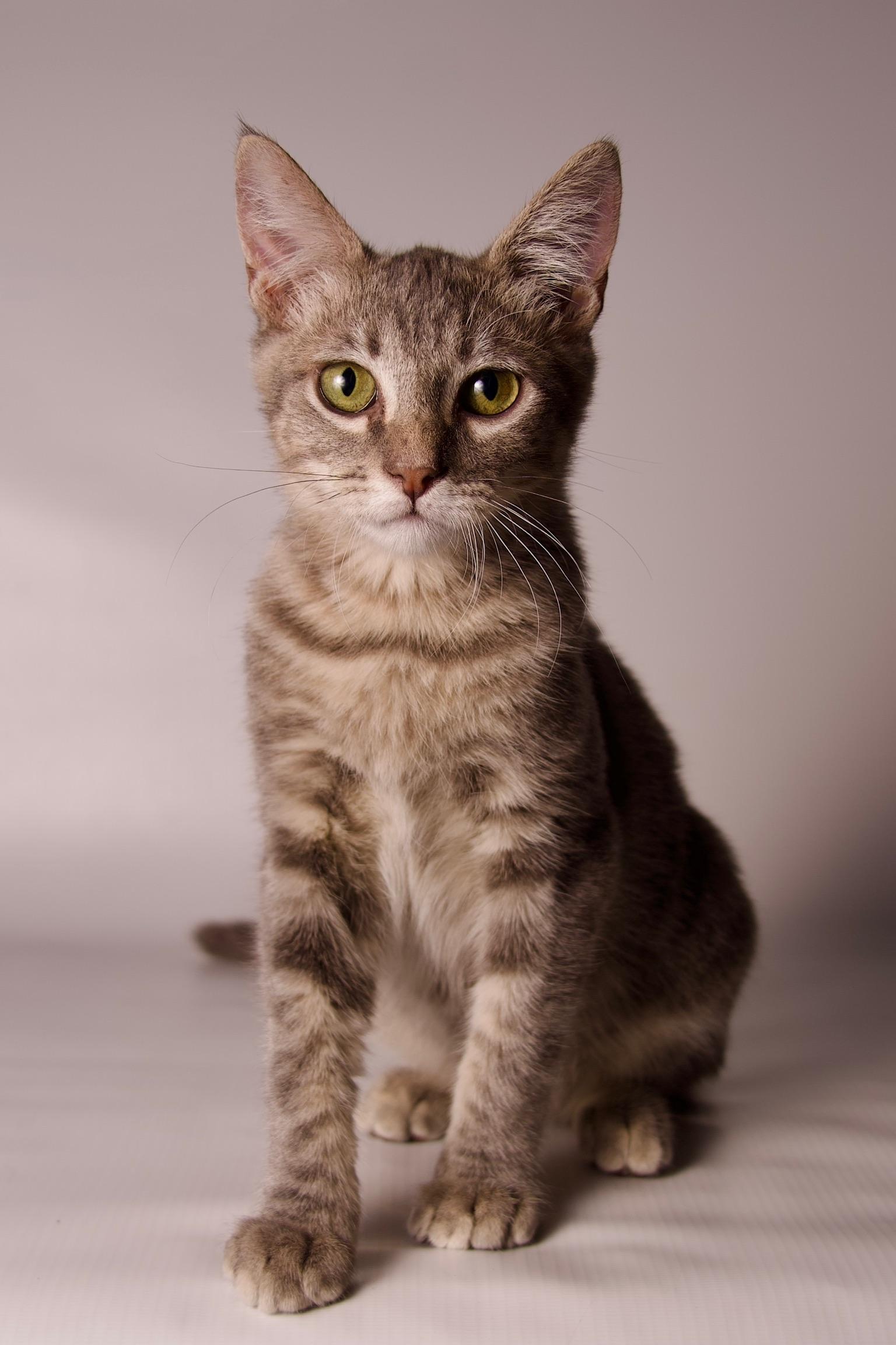 Enlarge Luca, a ADOPTABLE Domestic Short Hair in Riverside, CA image 3/5