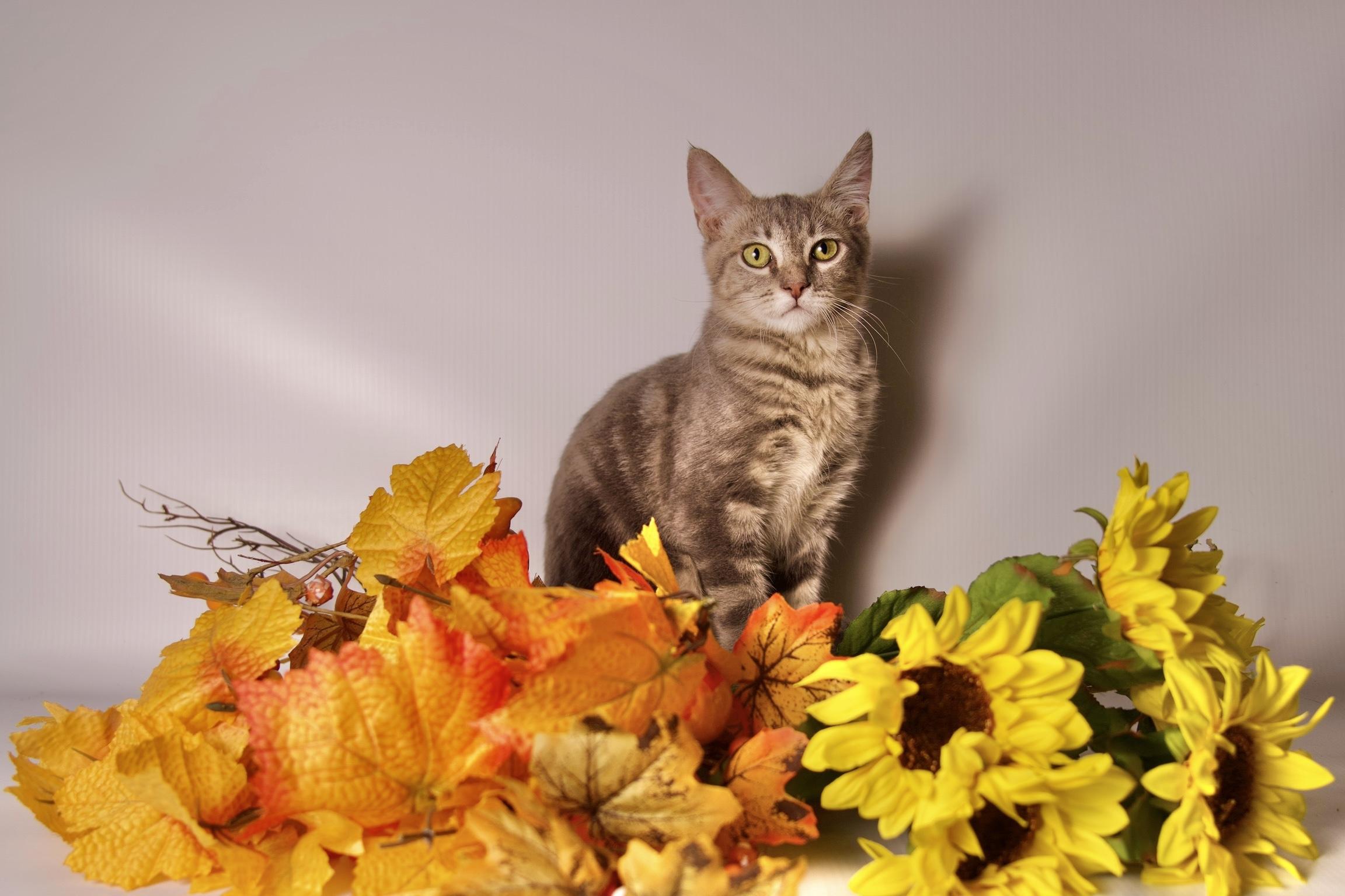 Enlarge Luca, a ADOPTABLE Domestic Short Hair in Riverside, CA image 4/5
