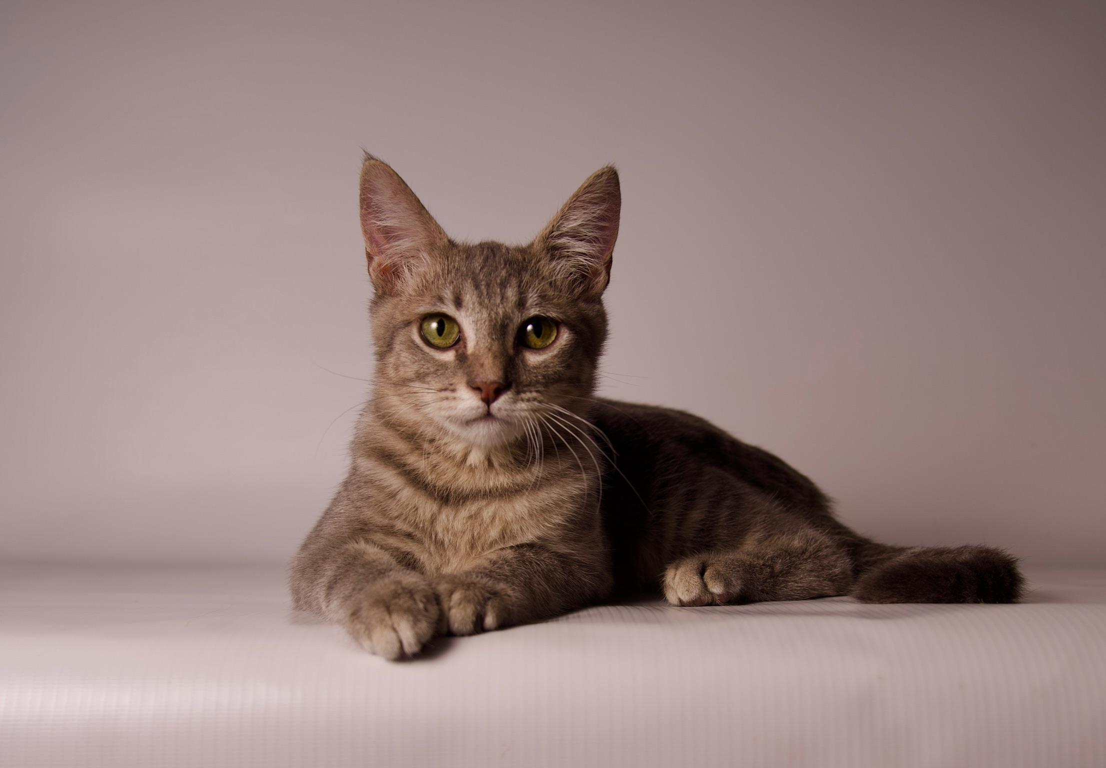 Enlarge Luca, a ADOPTABLE Domestic Short Hair in Riverside, CA image 5/5