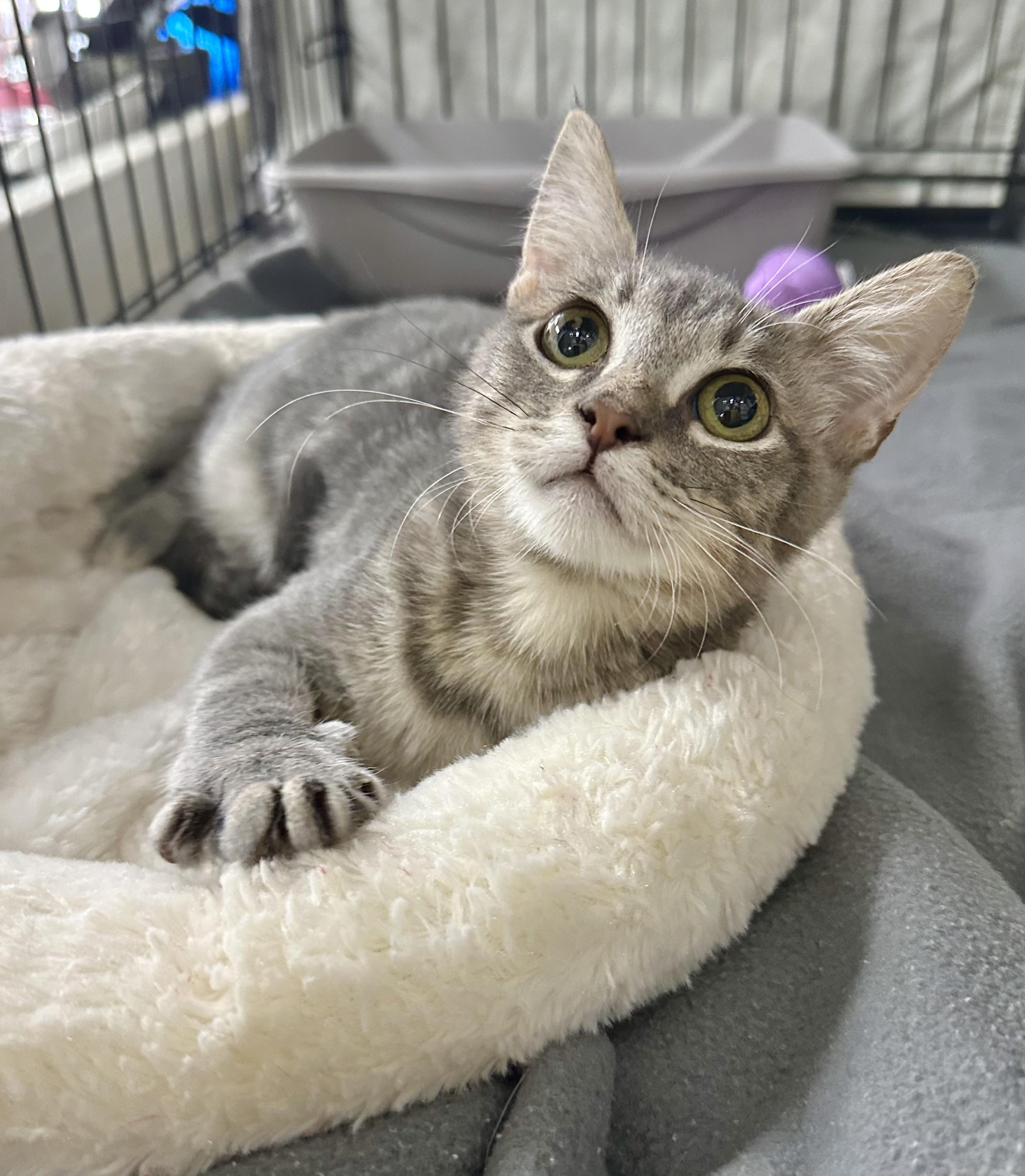 Enlarge Luca, a ADOPTABLE Domestic Short Hair in Riverside, CA image 2/5