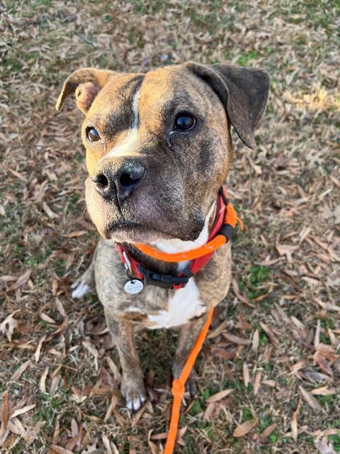 Enlarge DEUCE, a Adoptable Terrier in Upper Marlboro, MD image 1/1
