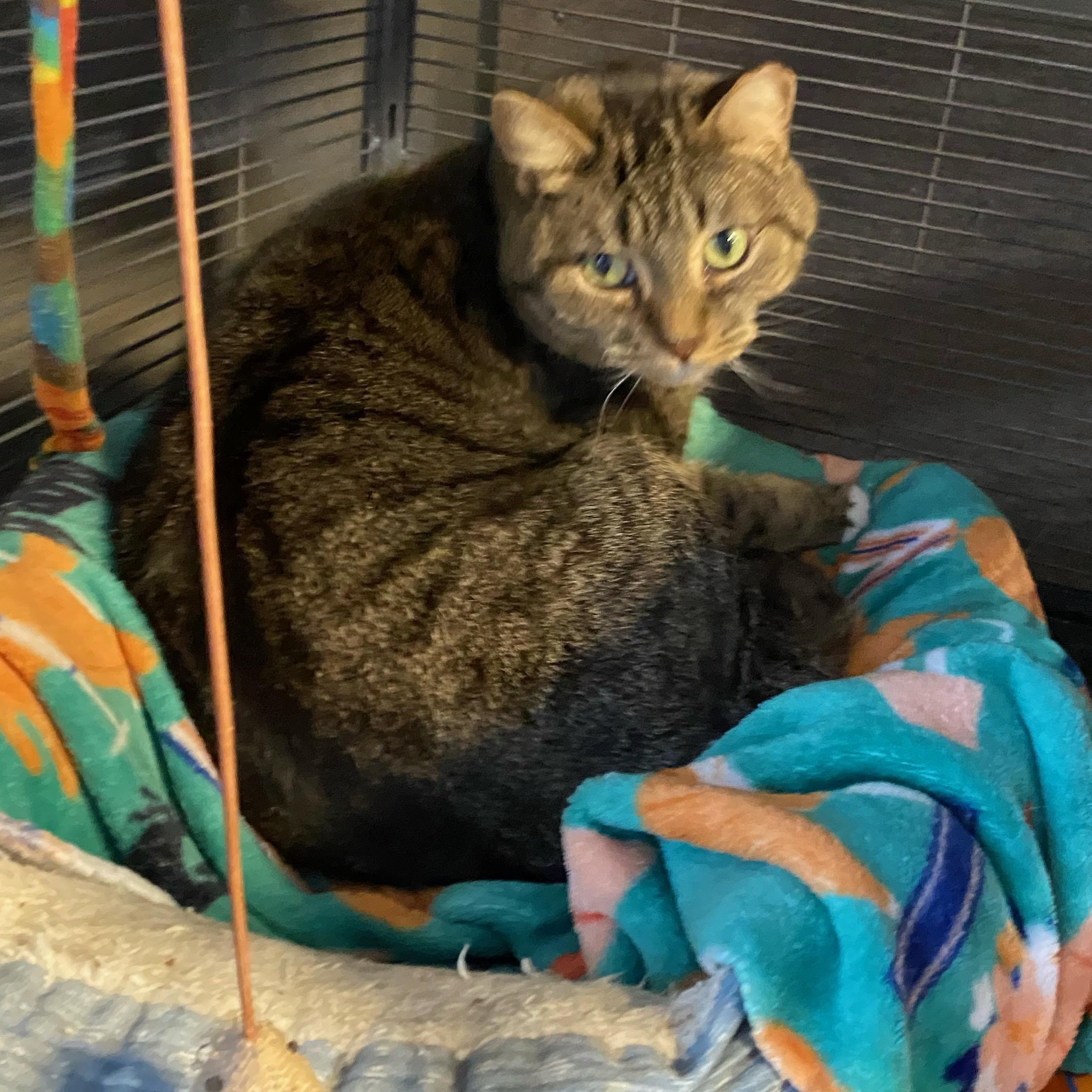 Enlarge TC, an adopted Domestic Short Hair in Holly, MI image 1/2