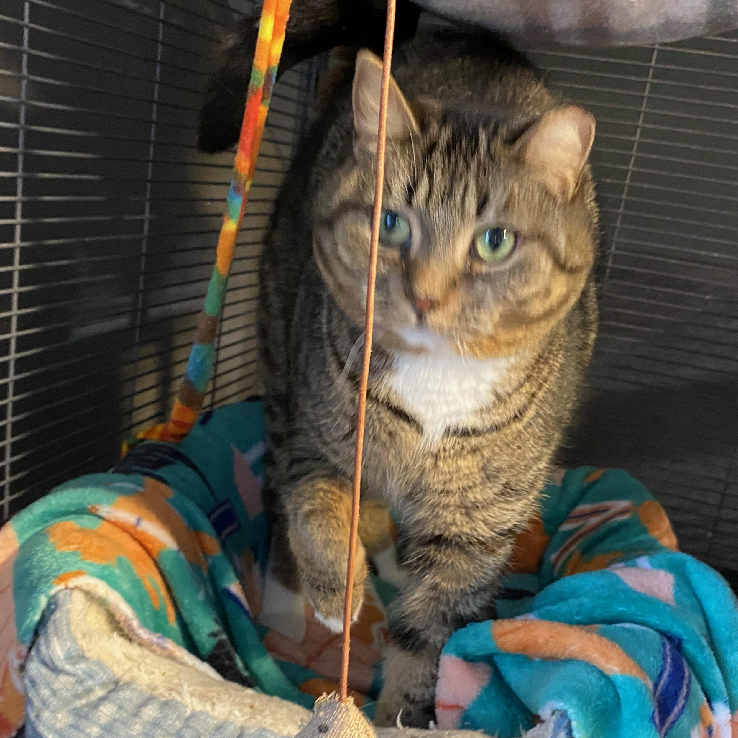 Enlarge TC, an adopted Domestic Short Hair in Holly, MI image 2/2