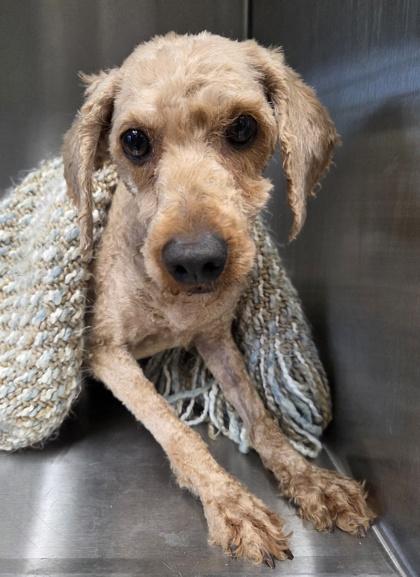 Nugget, a Adoptable Poodle in Malvern, PA image 2/2