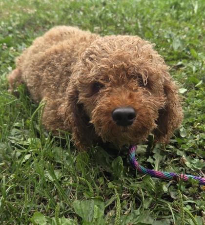 Enlarge Nugget, a Adoptable Poodle in Kinzers , PA image 3/3