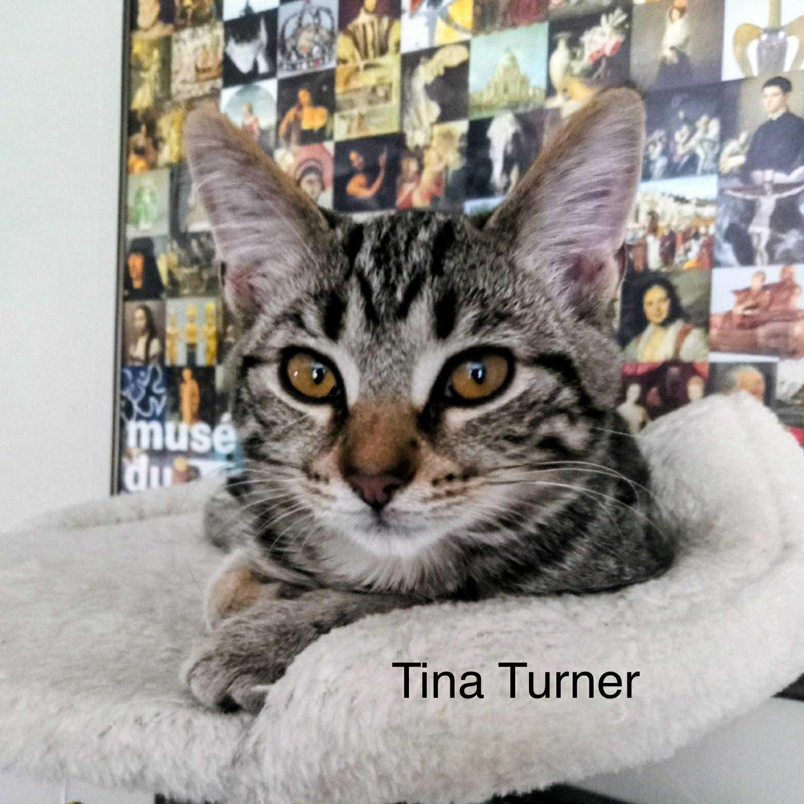 Tina Turner