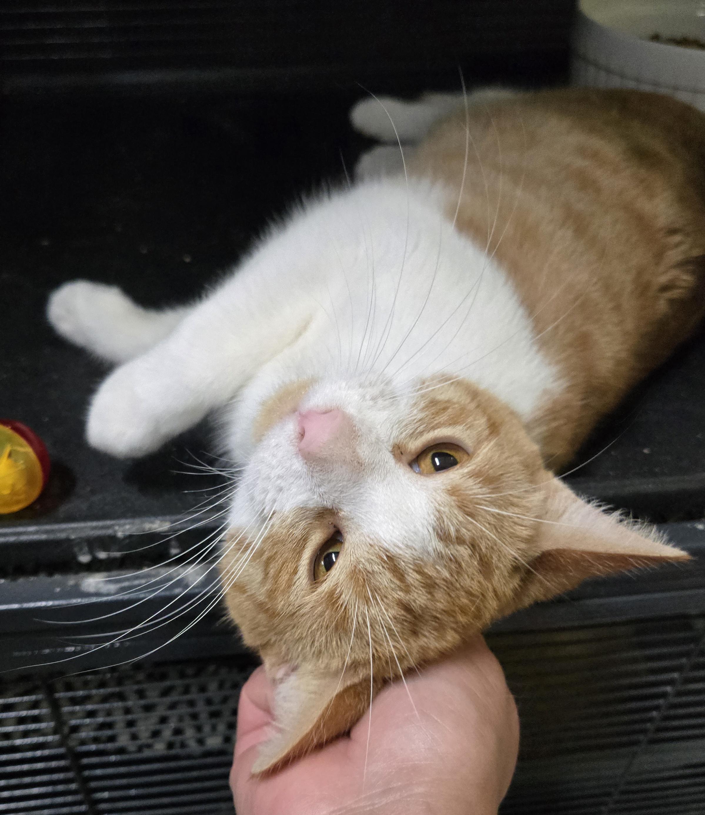 Enlarge NUGGET (bonded with SUNNY), a Adoptable Domestic Short Hair in Tillsonburg, ON image 1/2