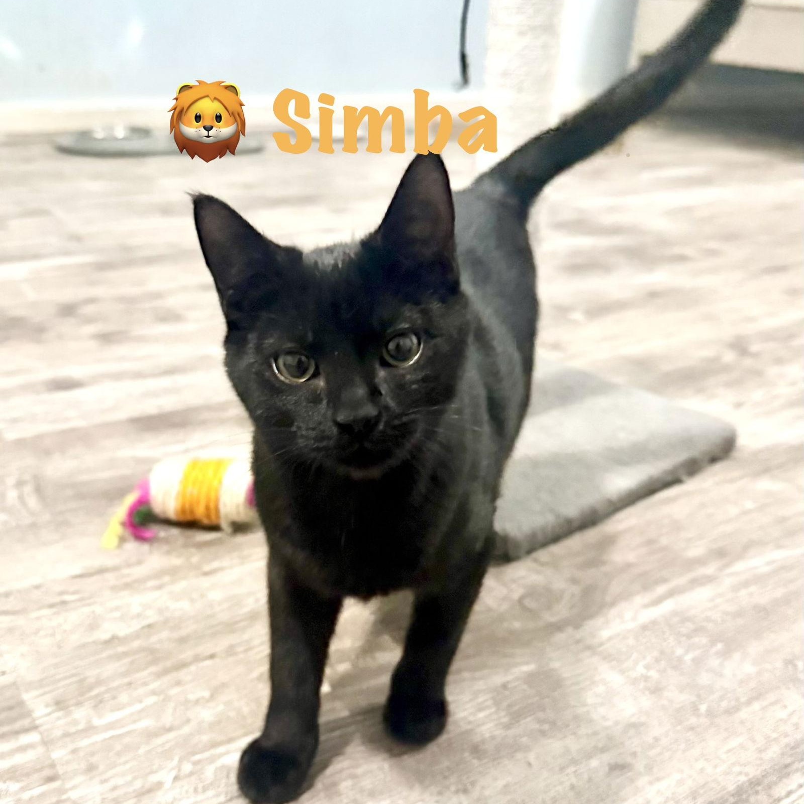 Simba, Adoptable, Kitten Male Domestic Short Hair.