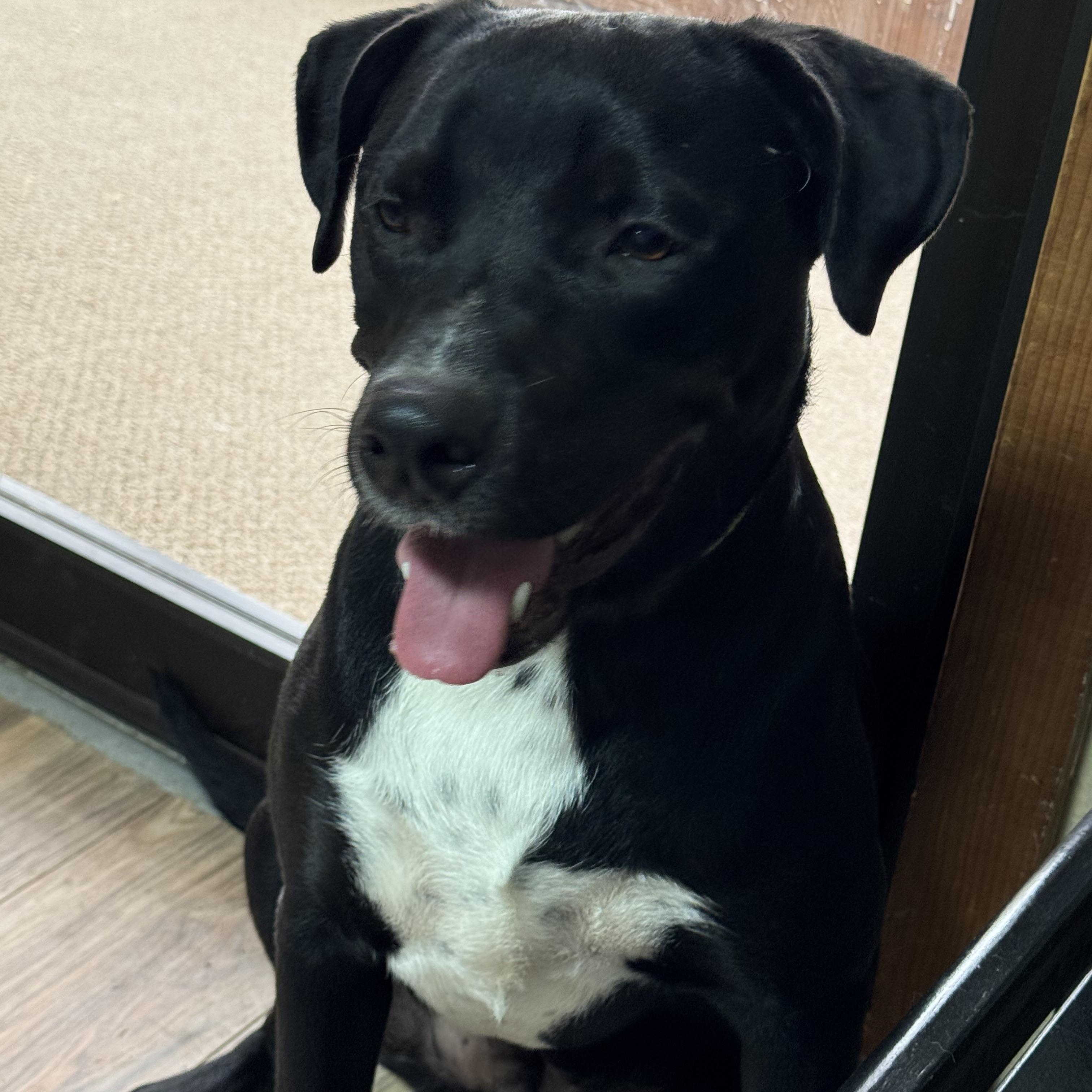 Baxter, an adoptable Labradoodle, Black Labrador Retriever in Haslet, TX, 76052 | Photo Image 1