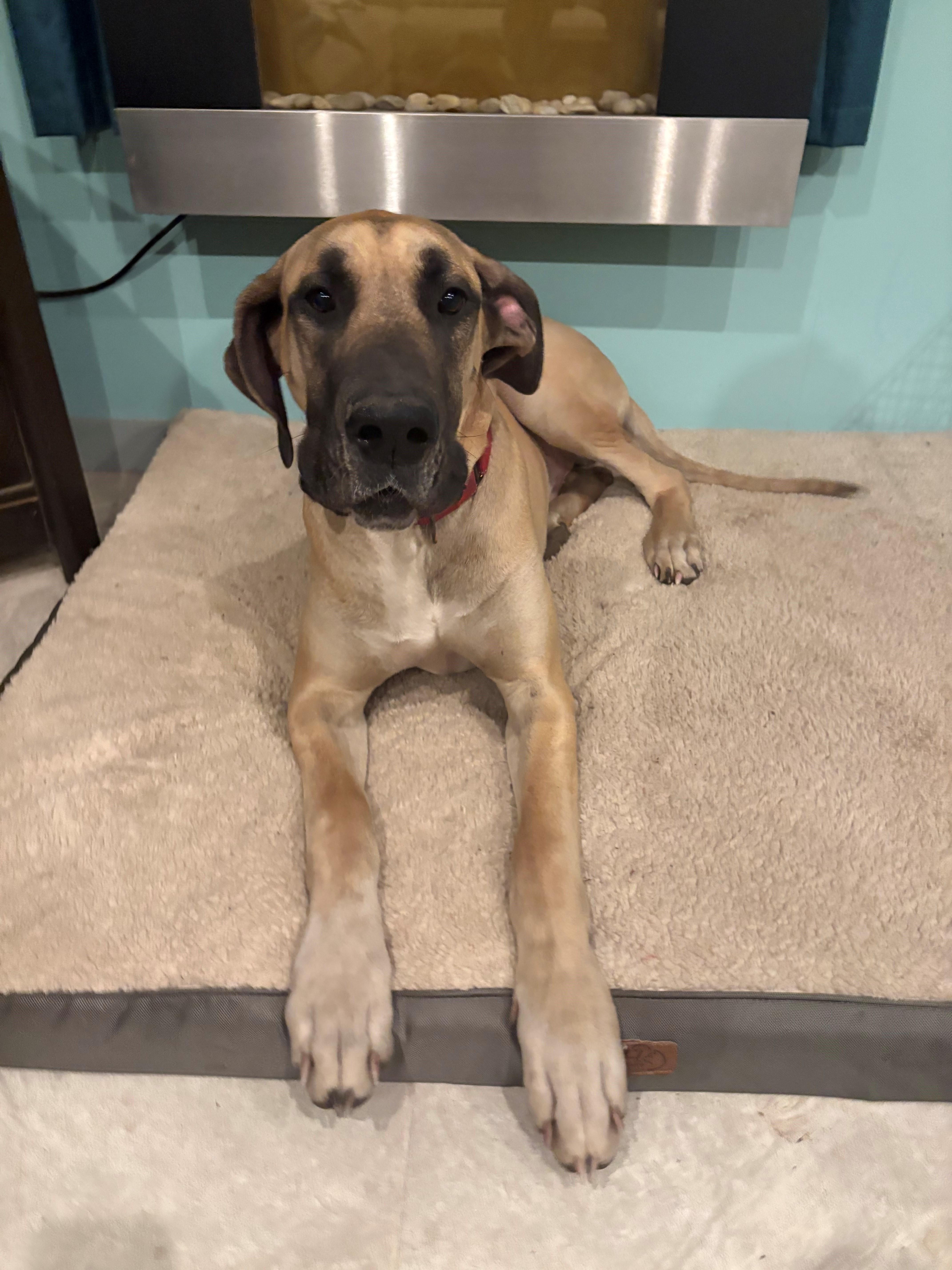 Jax, a ADOPTABLE Great Dane in Bonneau, SC image 3/4