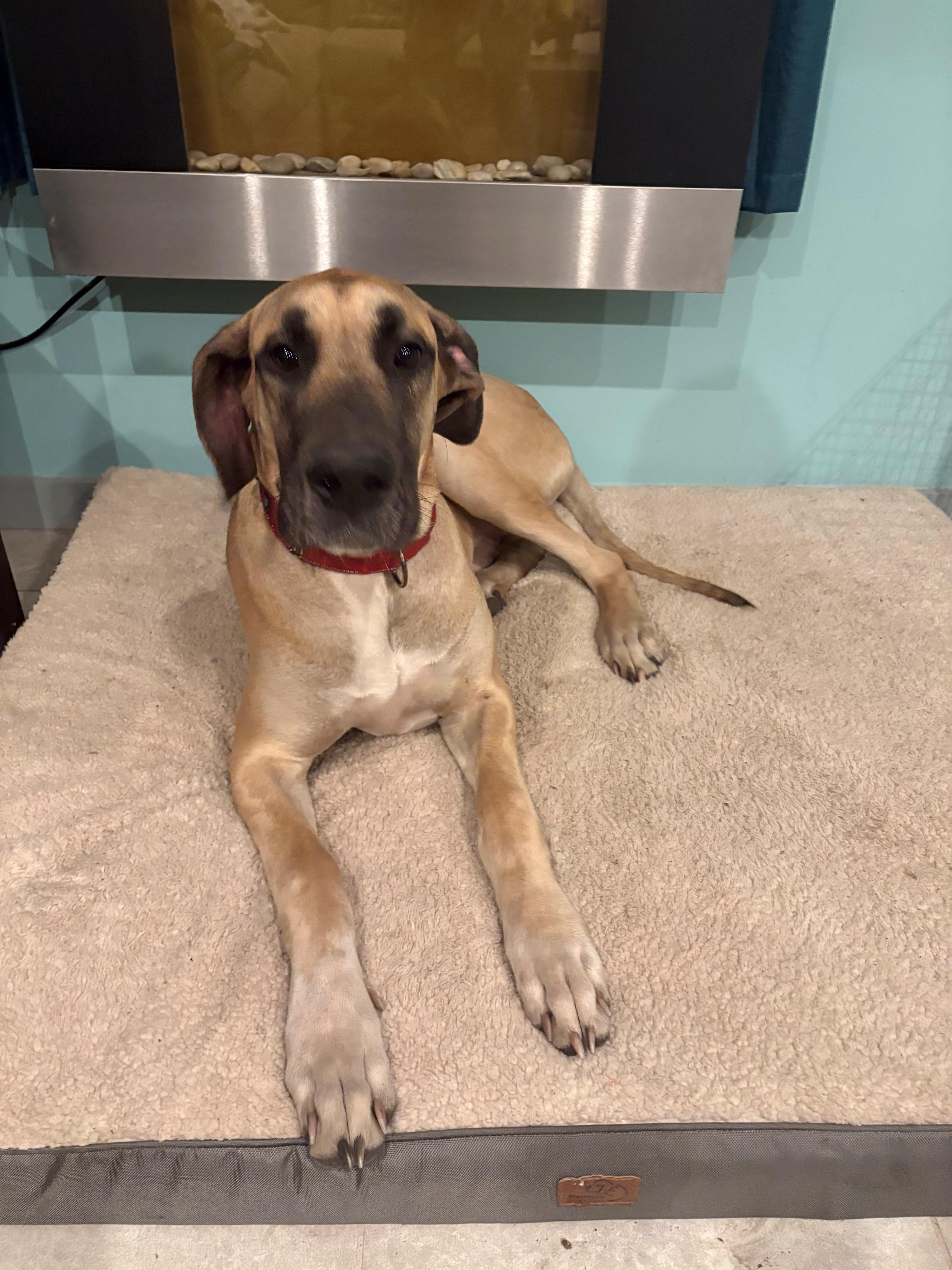 Jax, a ADOPTABLE Great Dane in Bonneau, SC image 4/4